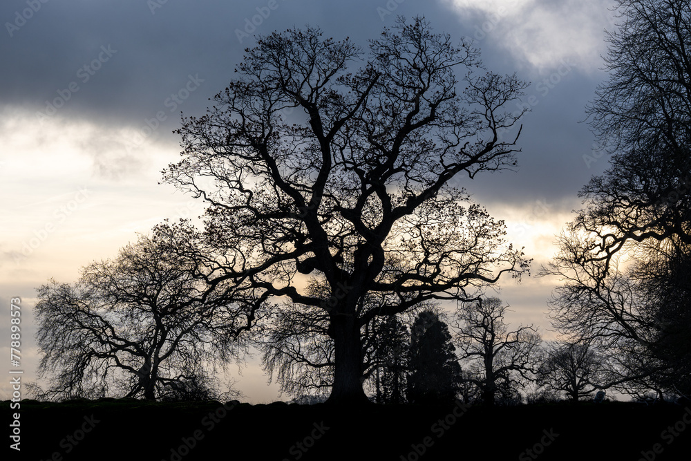 silhouette of a tree at sunset silhouette of a tree at sunset