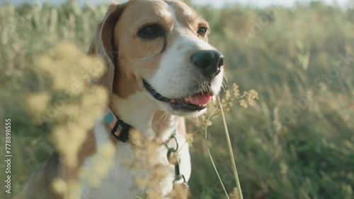 Adult beagle dog on the field. Close up of beagle dog. Beagle dog in the wild sitting in the sun 