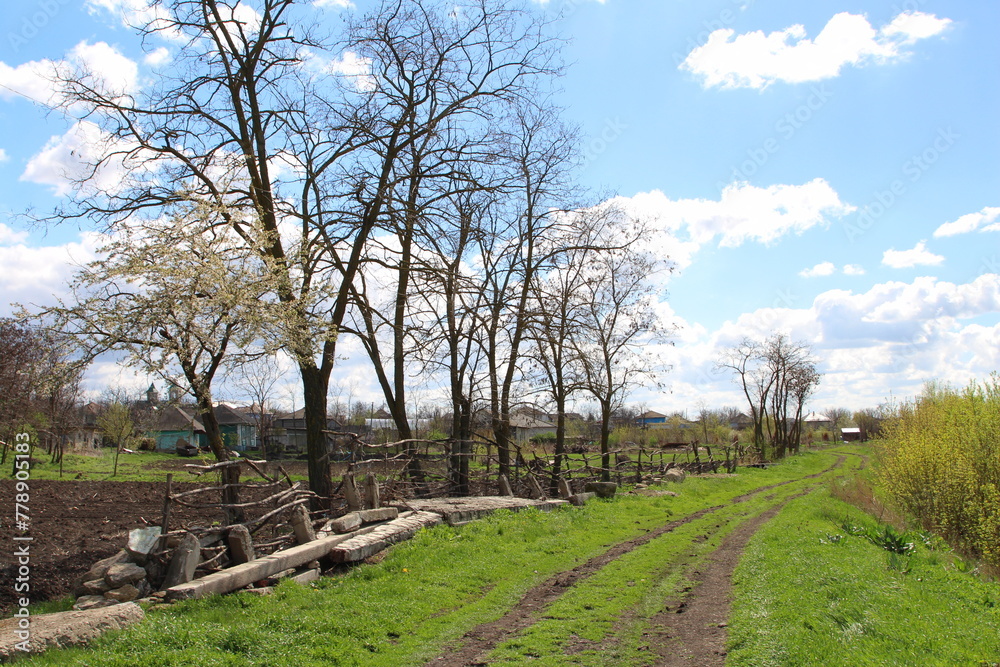 A dirt road with trees and grass A dirt road with trees and grass