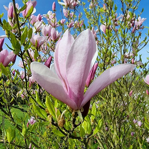 White and pink magnolia flower