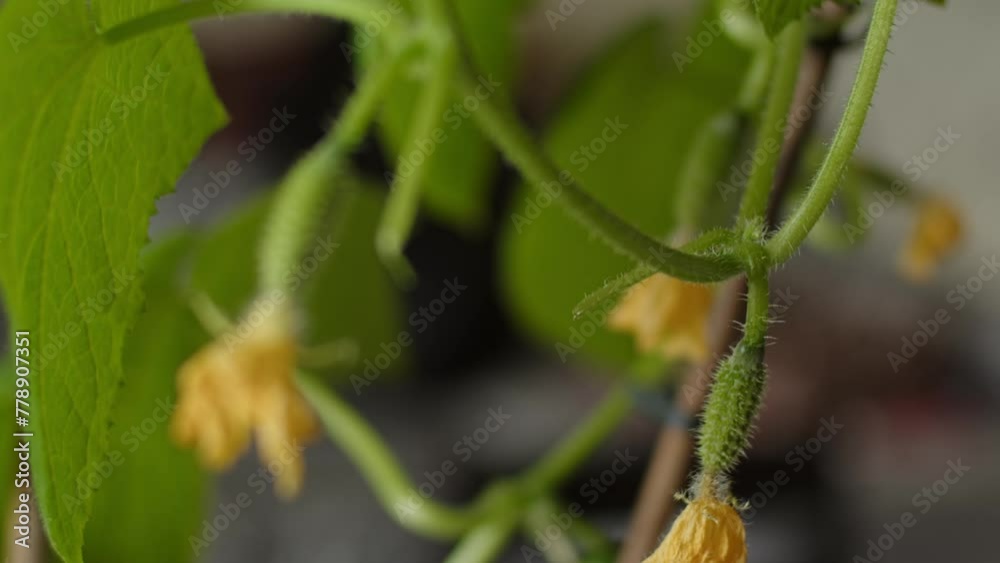 Small cucumber plant near window. Slow motion Small cucumber plant near window. Slow motion