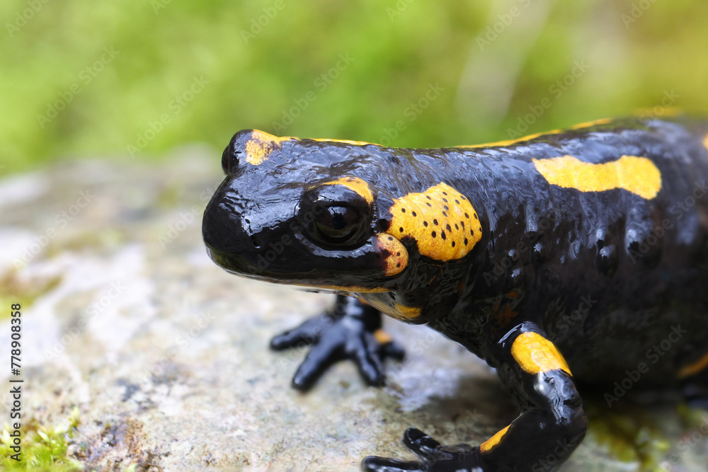 close-up of fire salamander in natural habitat close-up of fire salamander in natural habitat