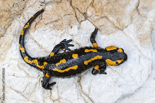 fire salamander on a rock near the river © taviphoto