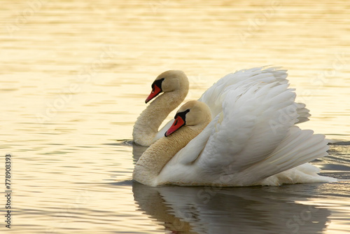 mute swans couple on lake surface © taviphoto