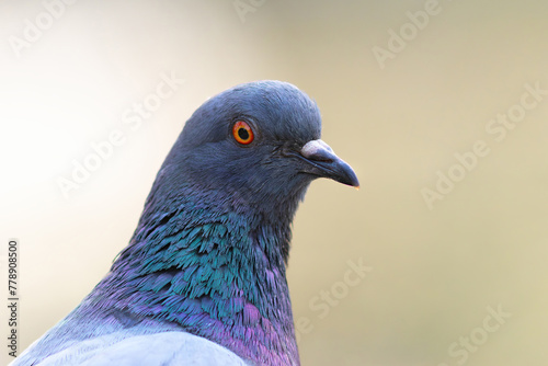 pigeon close-up portrait © taviphoto