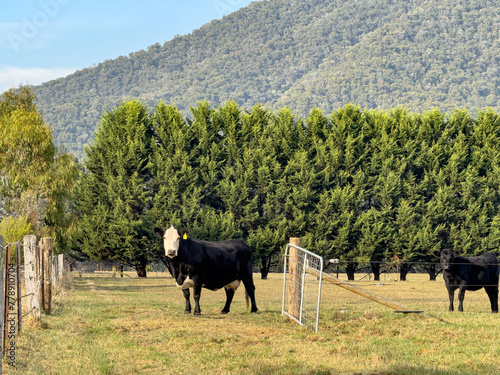 Buckland Valley Cows photo