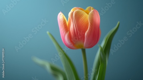   A zoomed-in image of a pink and yellow tulip against a blue backdrop, featuring a green stem in the foreground