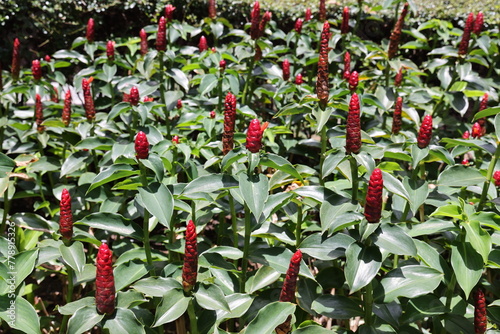 Photography Plants located in Singapore park on March 1, 2024