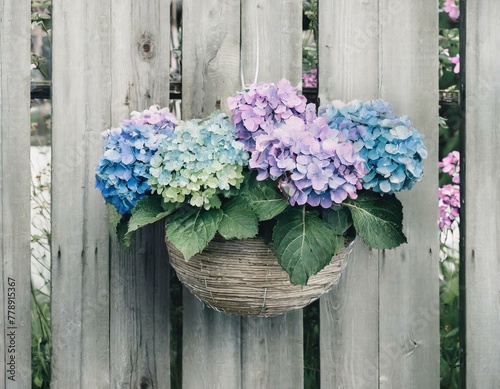 A hanging basket filled with blue and purple hydrangeas on a wooden fence, adding a splash of color and elegance to the garden perimeter
