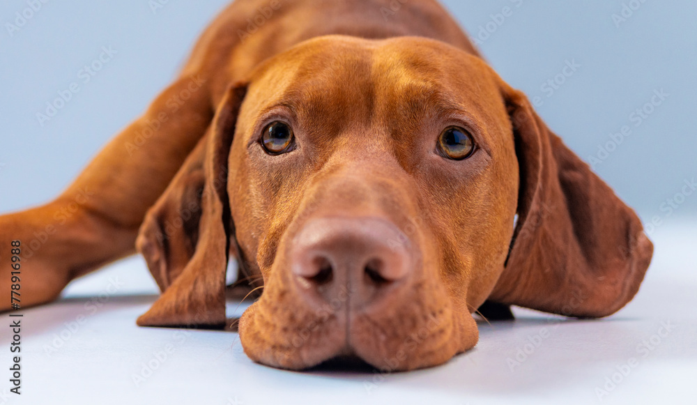 Dog studio shot. Ginger Hungarian vizsla lying down with sad face. Sad brown dog lies down on the white and blue background. Pet portrait. Cute young vizsla close up headshot. Brown hunting dog. Dog studio shot. Ginger Hungarian vizsla lying down with sad face. Sad brown dog lies down on the white and blue background. Pet portrait. Cute young vizsla close up headshot. Brown hunting dog.
