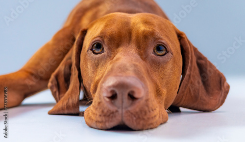 Dog studio shot. Ginger Hungarian vizsla lying down with sad face. Sad brown dog lies down on the white and blue background. Pet portrait. Cute young vizsla close up headshot. Brown hunting dog.