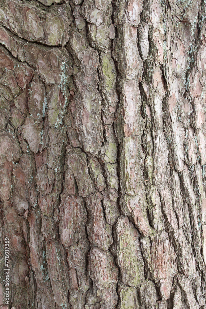 Closeup texture of natural pine tree bark background. Rough surface of pine tree trunk. Green moss on natural wood. Closeup texture of natural pine tree bark background. Rough surface of pine tree trunk. Green moss on natural wood.