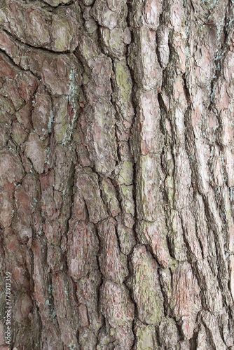 Closeup texture of natural pine tree bark background. Rough surface of pine tree trunk. Green moss on natural wood.