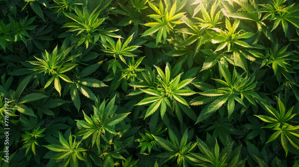 Botany , Close-up of lush green cannabis plants in natural light.