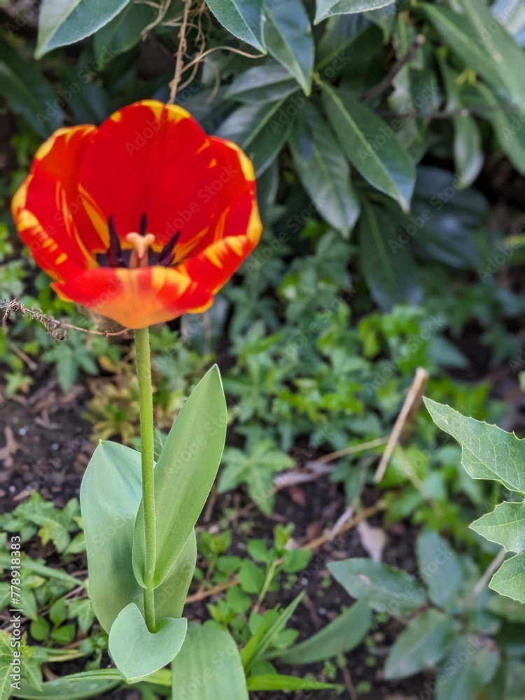 orange tulip flower orange tulip flower