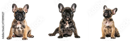 Curious French Bulldog puppy sits in front view