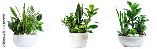 Plants in white ceramic pot: ficus lyrata, Sansevieria, pachira, zz zamioculcas zamiifolia or zanzibar gem plant photo