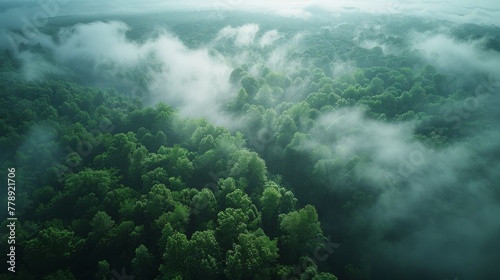  An aerial perspective of a dense forest during midday, with numerous clouds and towering trees in the foreground
