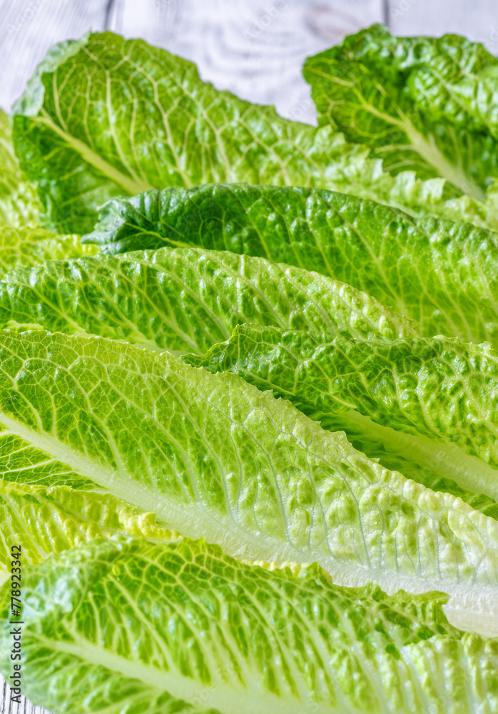 Fototapeta premium Romaine lettuce leaves