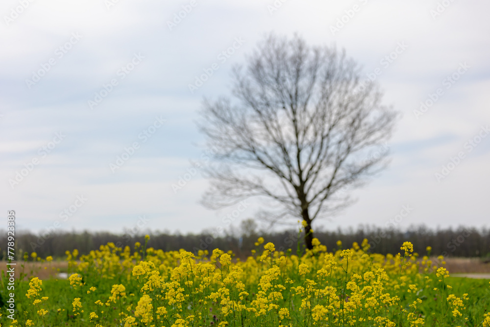 Selective focus yellow flowers of Rapeseed or Oilseed rape with blurred big tree on the polder, White mustard (Sinapis alba) is an annual plant of the family Brassicaceae, Countryside in Netherlands.