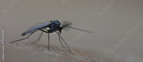 midge black fly photo