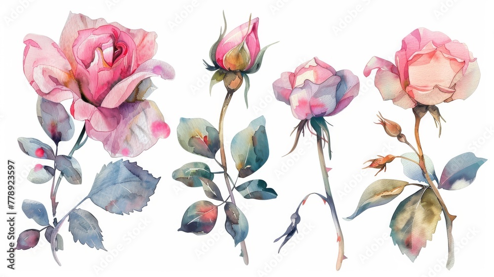 The set consists of watercolor flowers. Handpainted floral illustration, bouquet of pink roses. Arrangements for textile, greeting cards. Abstraction branch of flowers isolated on a white background.
