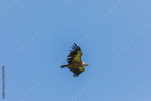 Eurasian griffon vulture in flight. Guba region of Azerbaijan photo