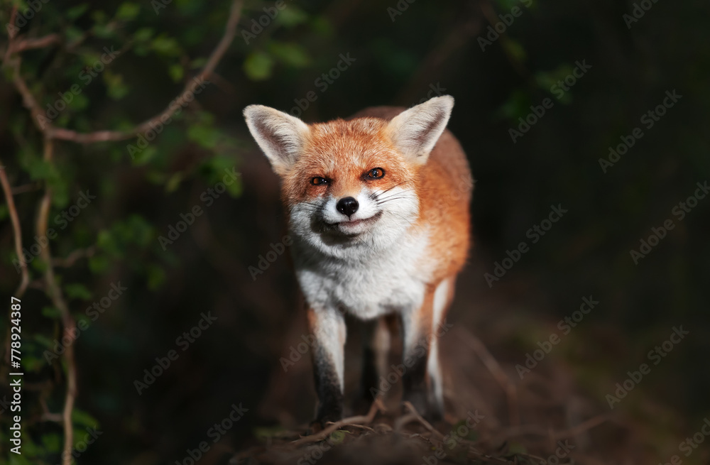 Fototapeta premium Red fox standing on a tree in a forest at night