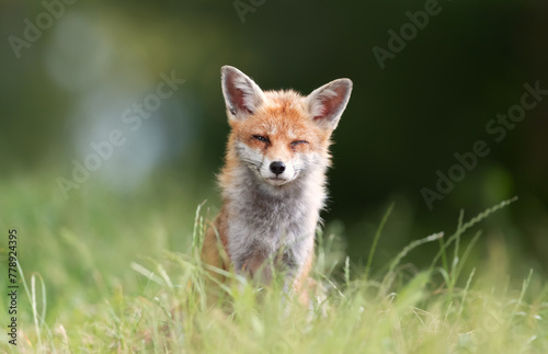 Portrait of a red fox sitting in a meadow © giedriius