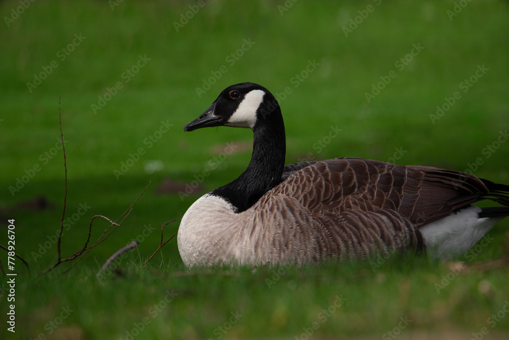 The Canada goose, sometimes called Canadian goose. Branta canadensis. High quality photo The Canada goose, sometimes called Canadian goose. Branta canadensis. High quality photo