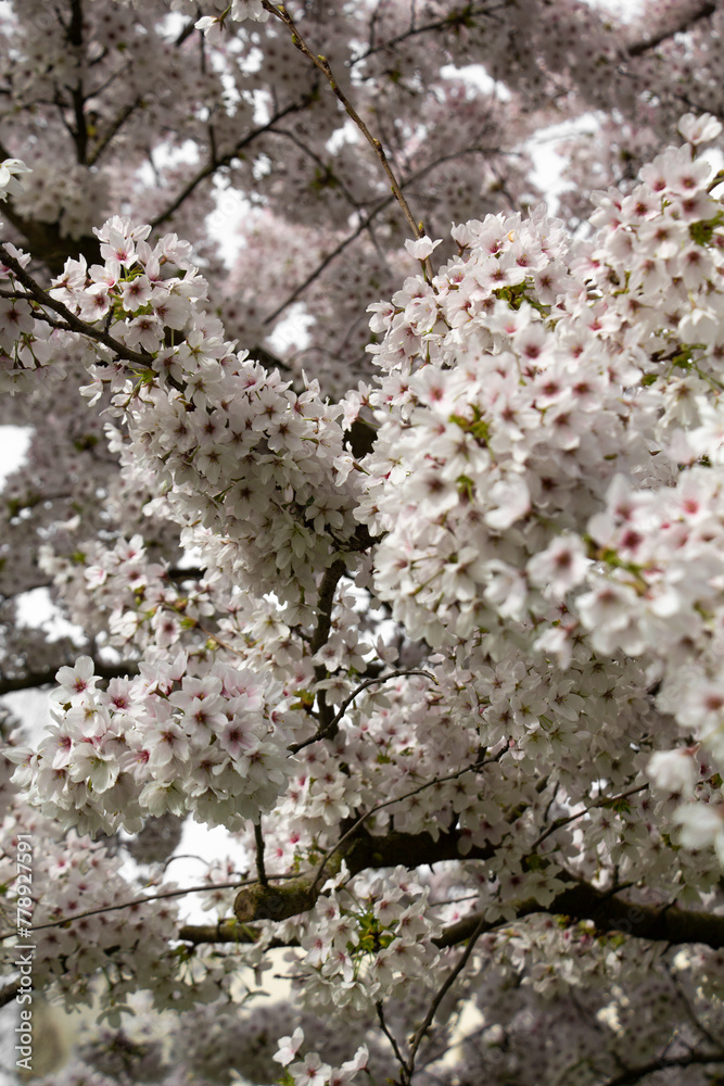 Flowers on the Cherry Blossom. The first flowers on fruit trees. Flowering of the Cherry tree in the spring. Spring flowering of fruit trees. High quality photo Flowers on the Cherry Blossom. The first flowers on fruit trees. Flowering of the Cherry tree in the spring. Spring flowering of fruit trees. High quality photo