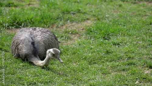 The ostrich or common ostrich is either one or two species of large flightless birds native to Africa, the only living member of the genus Struthio, which is in the ratite family. photo