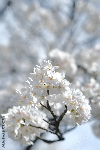 white cherry blossom