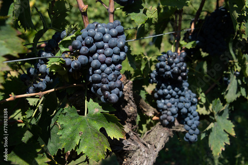 Ancona Conero Park harvest of Montepulciano grapes to produce Rosso Conero wine