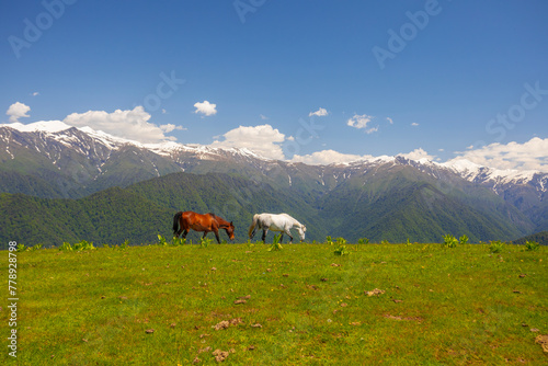 Zagatala region of Azerbaijan. Beautiful Landscape with Horses in Hongozor place. Caucasus Mountains © Lyokin