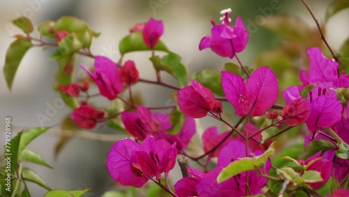 Bougainvillea are known as pokok bunga kertas photo