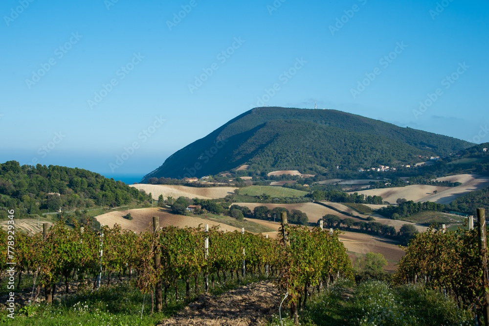 Ancona Conero regional park  Sirolo Verdicchio vineyards