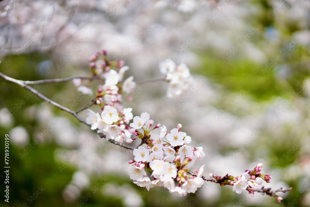 春の訪れを喜ぶ、花見する女の子 春の訪れを喜ぶ、花見する女の子