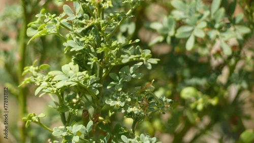 Ruta graveolens, commonly known as rue, common rue or herb-of-grace, is a species of Ruta grown as an ornamental plant and as an herb. It is native to the Balkan Peninsula. photo