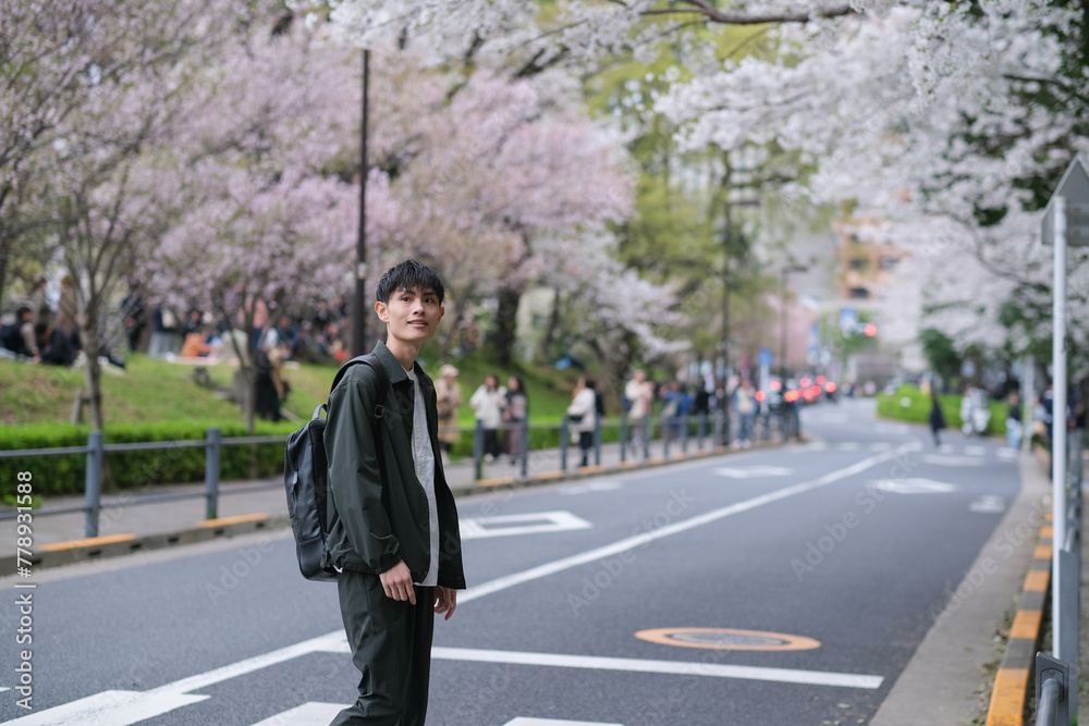 満開の桜に囲まれた通りの横断歩道を渡る男性 満開の桜に囲まれた通りの横断歩道を渡る男性