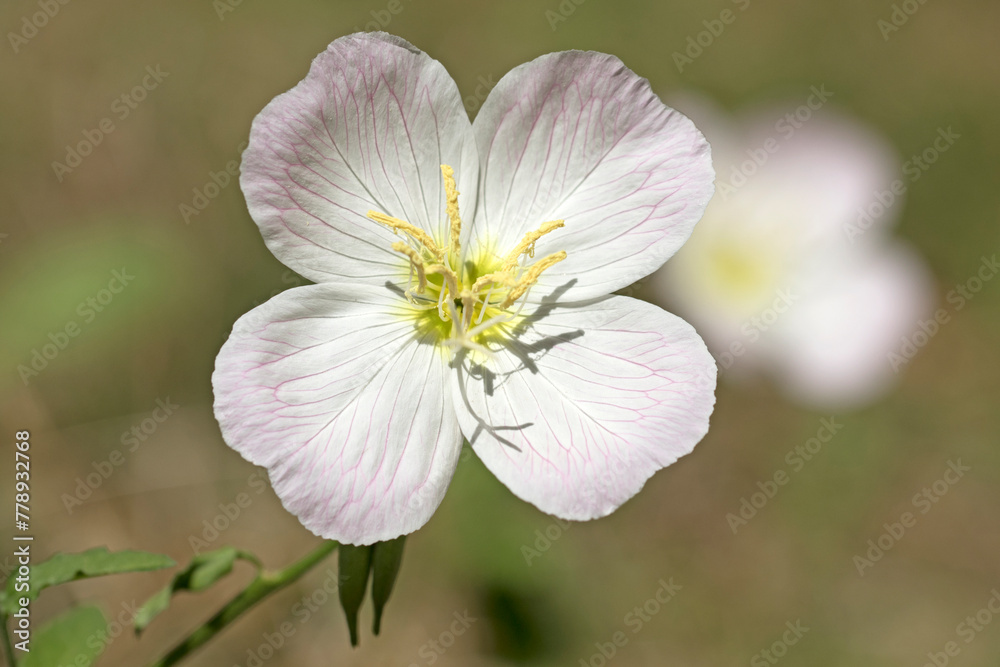 Flower of the evening primrose (Oenothera speciosa) in a garden in spring time Flower of the evening primrose (Oenothera speciosa) in a garden in spring time