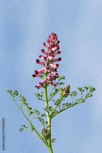 Common fumitory or drug fumitory (Fumaria officinalis) photo