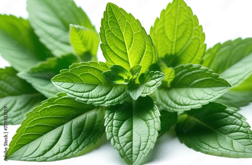 Green mint branch on white background Green mint branch on white background