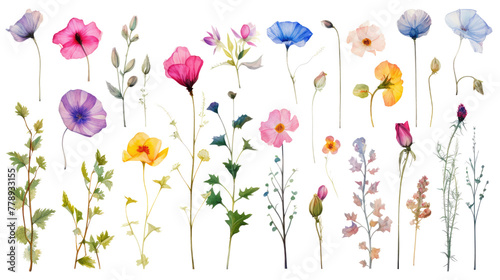 Set of watercolor wildflowers painting isolated on clear png background and transparent background. Fresh and nature concept for nature decorative and flower element  AI generative. 