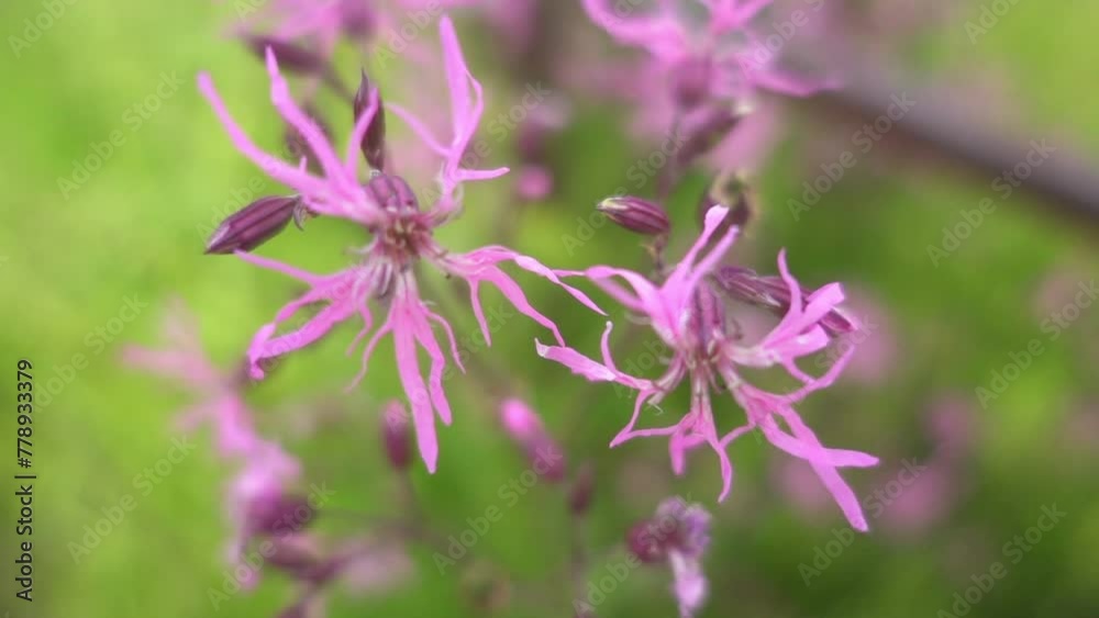 Lychnis flos-cuculi, commonly called Ragged-Robin, is herbaceous perennial plant in family Caryophyllaceae. This species is native to Europe, where it is found along roads and in meadows and pastures. Lychnis flos-cuculi, commonly called Ragged-Robin, is herbaceous perennial plant in family Caryophyllaceae. This species is native to Europe, where it is found along roads and in meadows and pastures.