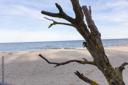 Holzstamm am Strand von Koserow an der Ostsee
