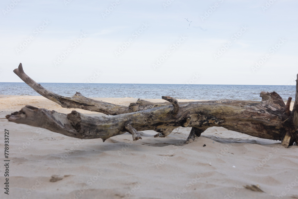 Holzstamm am Strand von Koserow an der Ostsee