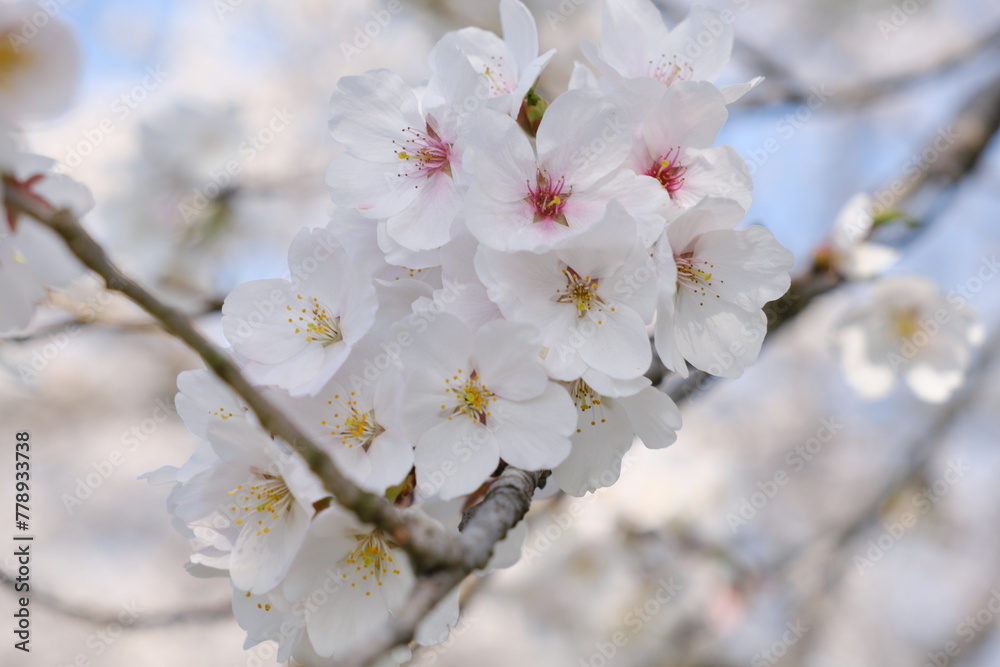 埼玉県 都幾川桜堤 染井吉野 Saitama Prefecture, Toki River Cherry Blossom Bank 埼玉県 都幾川桜堤 染井吉野 Saitama Prefecture, Toki River Cherry Blossom Bank