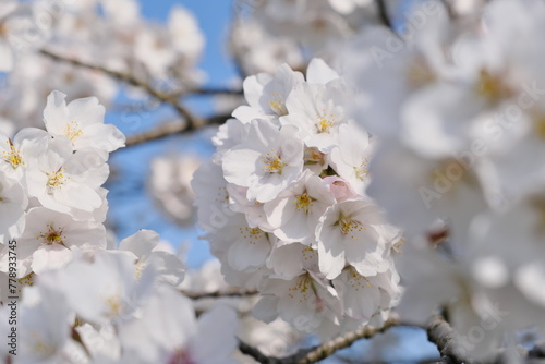 埼玉県　都幾川桜堤　染井吉野　Saitama Prefecture, Toki River Cherry Blossom Bank © Mono Moon Records