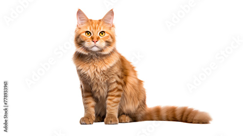 Funny orange British shorthair cat isolated on transparent background
